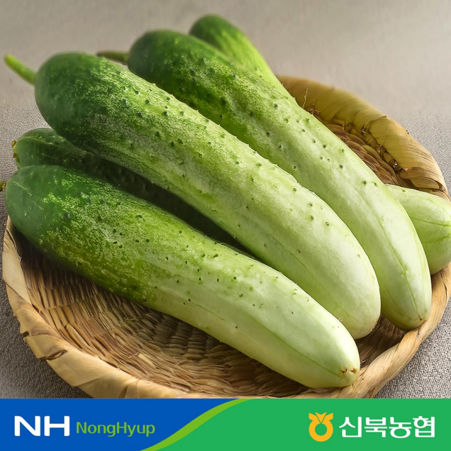 [신북농협 Pick!] 백다다기 오이 2kg/3kg (상/특)10429