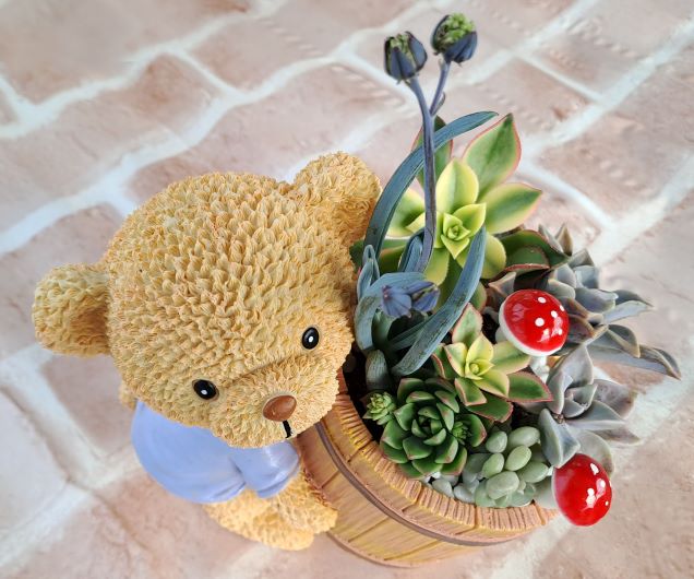 [로컬상품관](조은농원) 곰돌이다육아트 (광양)10437