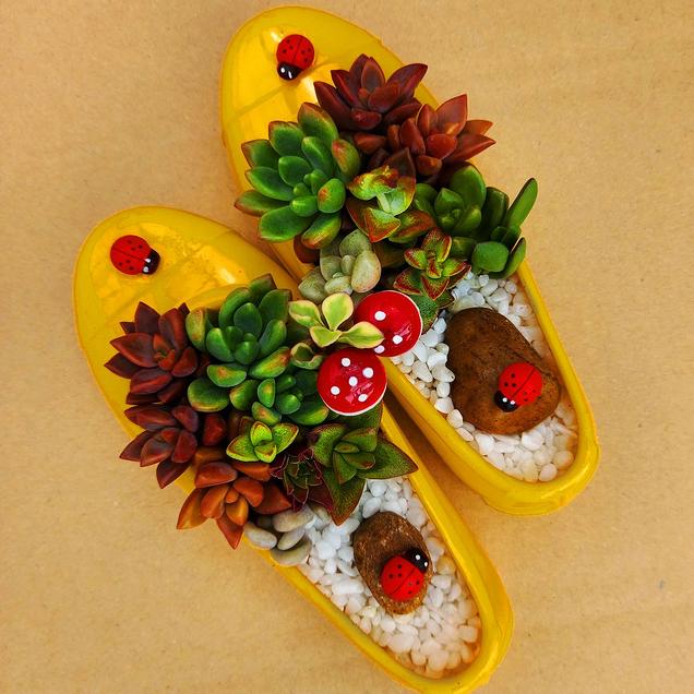 [로컬상품관] (조은농원) 조은농원 다육아트 (꼬까신) (광양)10438