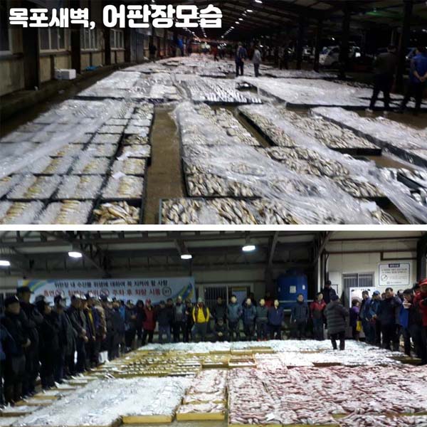 (장수웰빙수산) 민어 목포민어 3 마리 1 kg 전후 생물 급냉10495