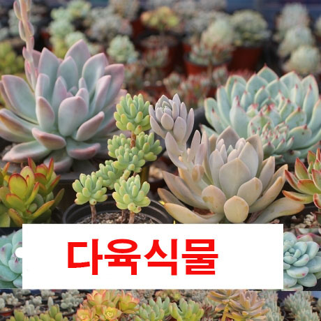 [로컬상품관] (조은농원) 미니다육10종세트(골고루발송)10500