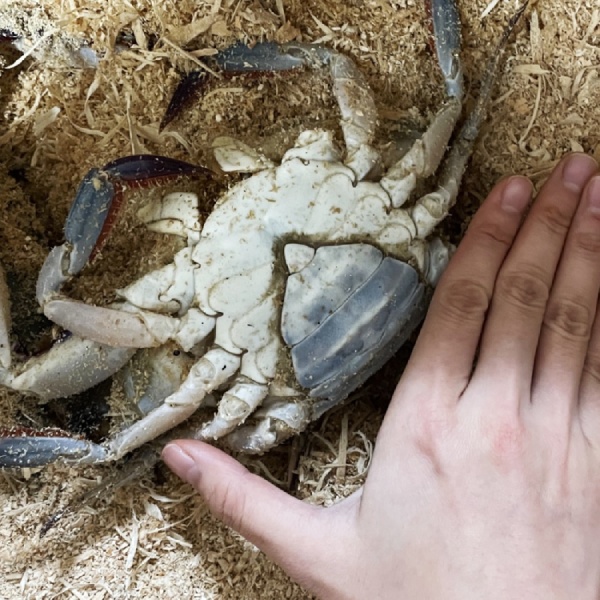 (올바른푸드) 국내산 봄 알베기 암꽃게 1kg 냉동10514