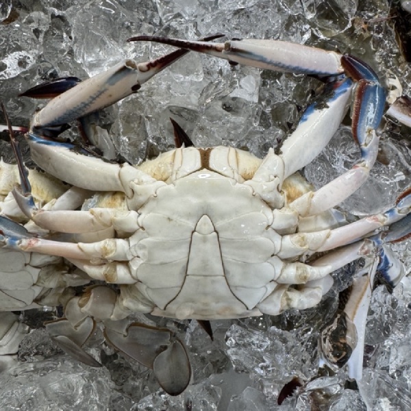 (올바른푸드) 국내산 제철 활 꽃게 1kg 숫꽃게 급냉 꽃게찜 꽃게탕10515