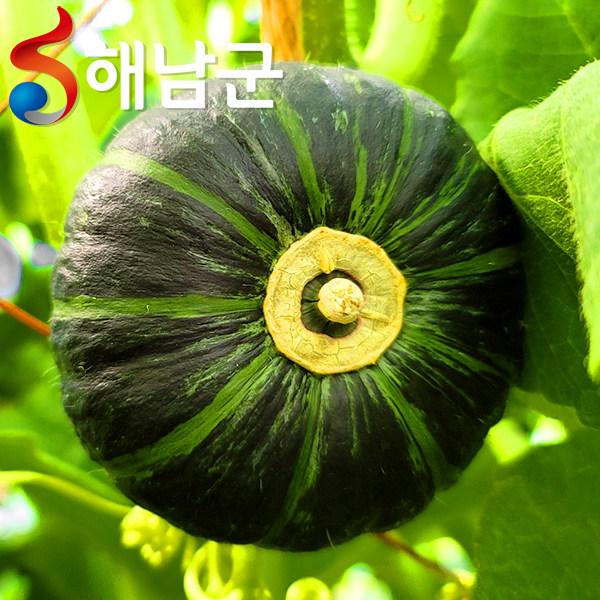 (산들다온) 해남 미니밤호박 4kg 3kg 2kg / 공중재배방식 밤호박 호박 미니단호박 / 산지직송 해남밤호박10862