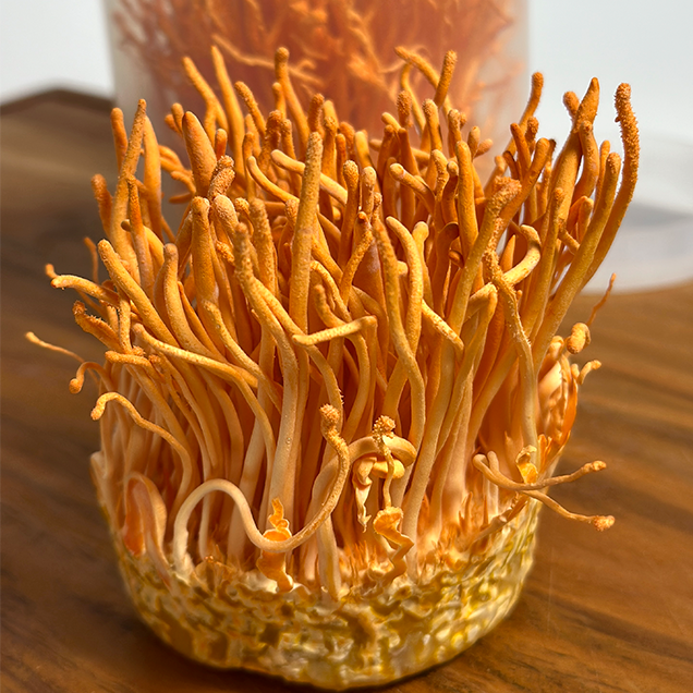 [로컬상품관] (거금도푸른바다) 동충하초 생초(120g 내외)10947