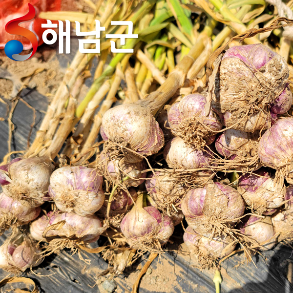 (산들다온) 해남 햇마늘 남도마늘 3kg 2kg 1kg / 요리 양념용 마늘 통마늘11002