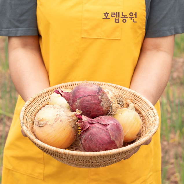 (호렙농원) 전남 강진 무농약 노지 자색 양파  3kg11010