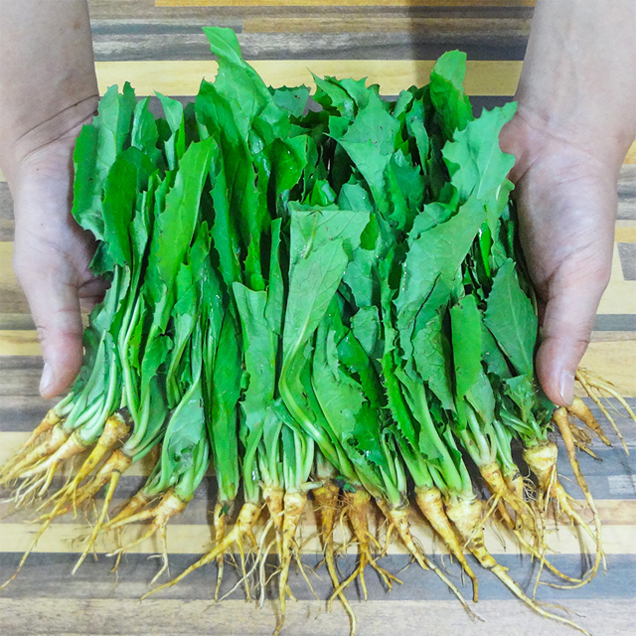 (늘솔푸드) 순천 생 고들빼기 2kg / 4kg11146