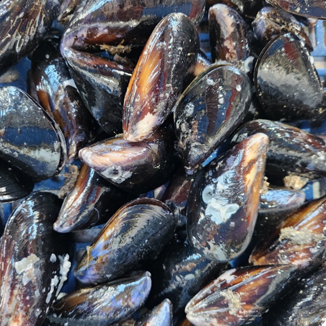 (홍지수산) 홍합 껍질그대로 1kg/5kg11240