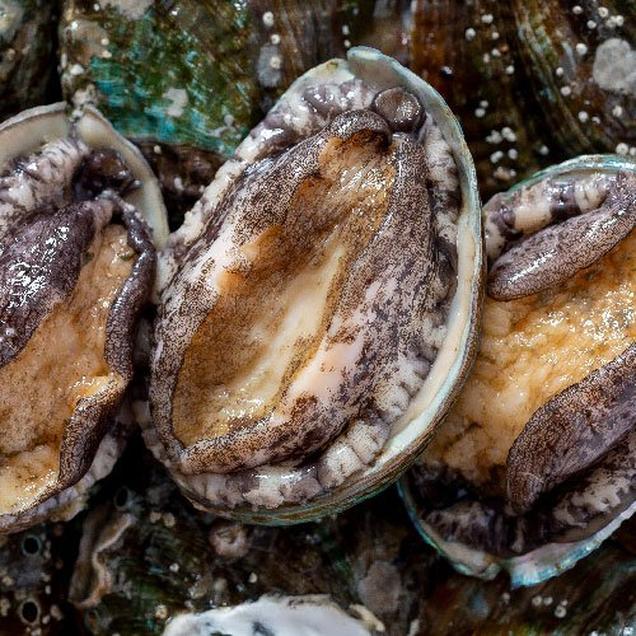 (으뜸전복) 완도 실속형  14-15미 2kg11263