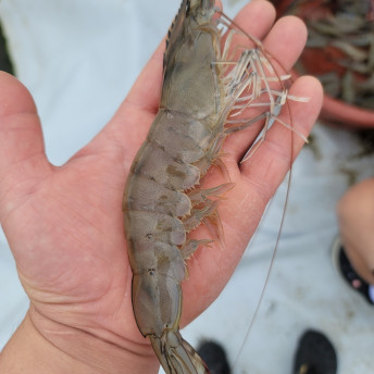 (황제수산) 신안 활 흰다리새우 왕새우 1kg 27미내외11438