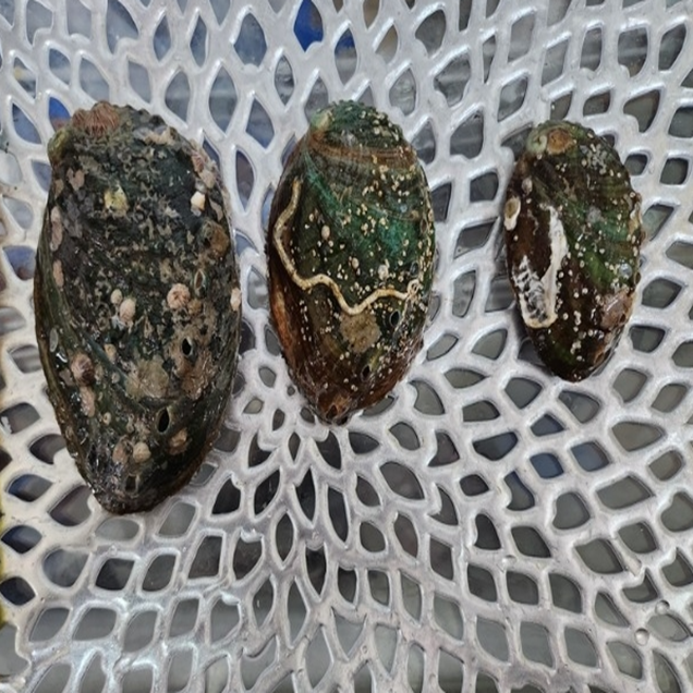 (홍지수산) 국내산 활전복 소량 낱개구매 11446