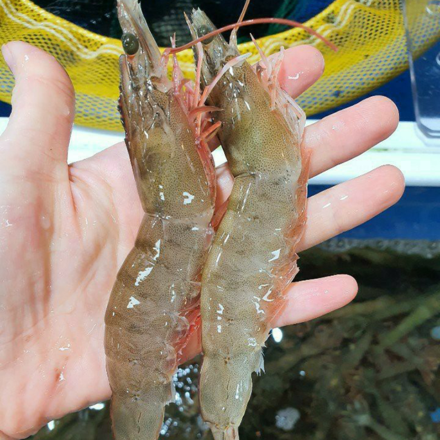 [2025추석] (완도수산) 싱싱한 국내산 활왕새우 1kg / 2kg12389