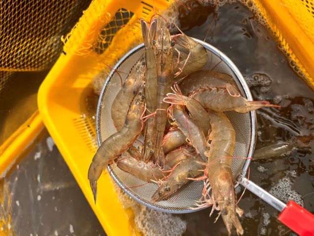 (왕새우 가룡수산) 신안 청정해역에서 자란 무항생제 흰다리새우 1kg(활새우/신선급냉)12567