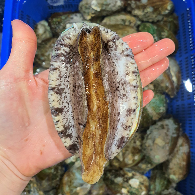[2025추석] (완도수산) 청정지역에서 자란 완도 양식 참전복 1kg/2kg12688