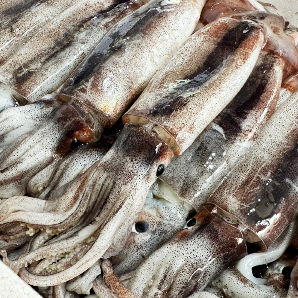 (올바른푸드) 국내산 급냉 통 오징어 1kg(4-6미내외)12838