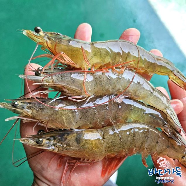 [로컬상품관] (남해수산) 어획당일발송 왕새우 1kg13048