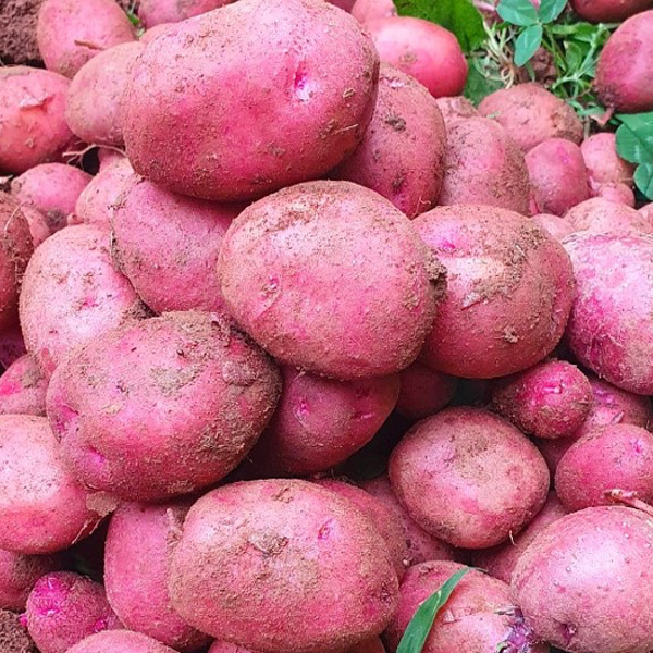 [aT농할](농할 할인)(베리굿스) 25년산 홍감자 5kg 3kg 2kg(대)13501