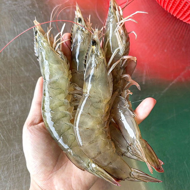 [온판지] (더파시) 25년 출하 생물(활) 흰다리새우 1kg(28-36미)13644