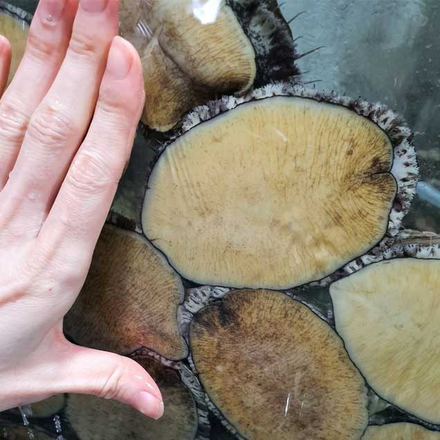 [로컬상품관] (완도수산) 청정 완도 활전복 왕특대전복 6-7미 1키로 2키로  부직포포장 선물포장13849