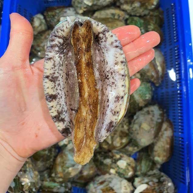 [로컬상품관] (완도수산) 청정 완도 활전복 중전복 15-16미 1키로, 2키로 부직포 선물포장13851