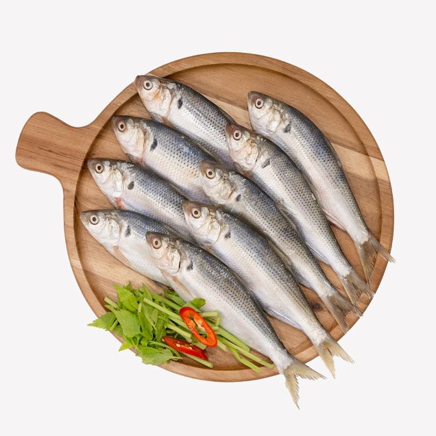 [Live] (혜준수산) 구이용 전어 1kg14070