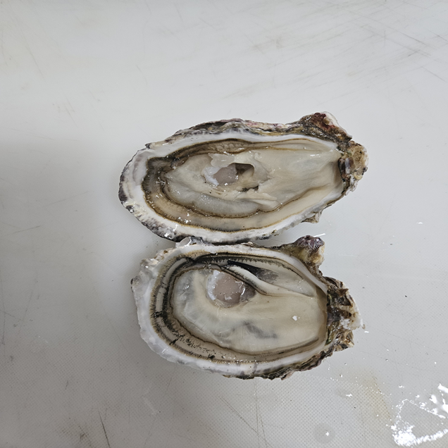 (홍지수산) 믿고먹는 남해안 여수 고흥석화 각굴 캠핑요리 조개구이 굴구이 굴찜14081