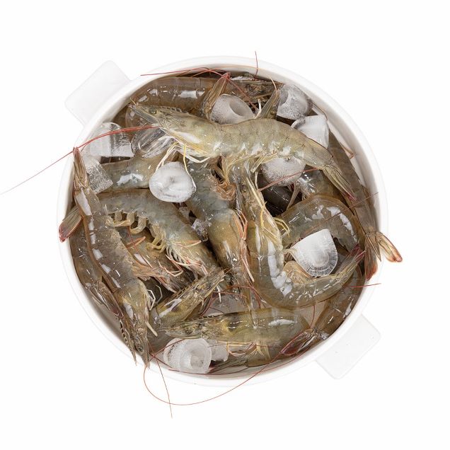 [Live] (참수산) 활새우 1kg(26~30미)14082