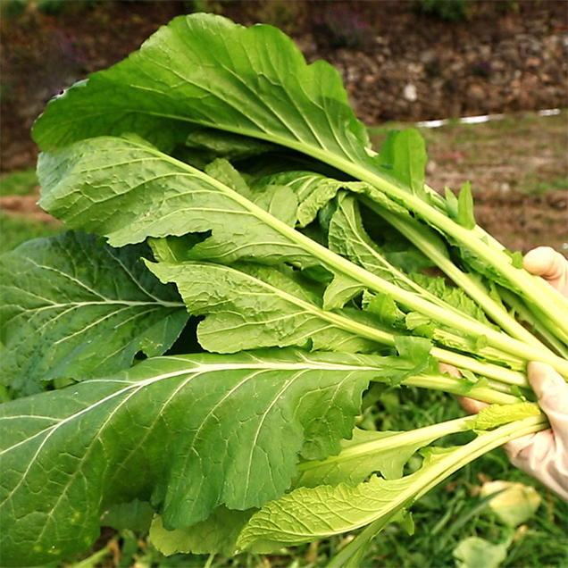 (전남생산자협동조합) 산지직송 여수에서 온 돌산 생갓 5kg&10kg14086