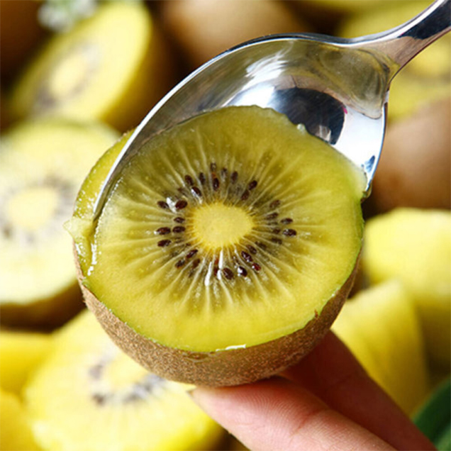 (전남생산자협동조합) 국내산 산지직송 골드키위 2kg 쥬스용&중&소&대&특대14103