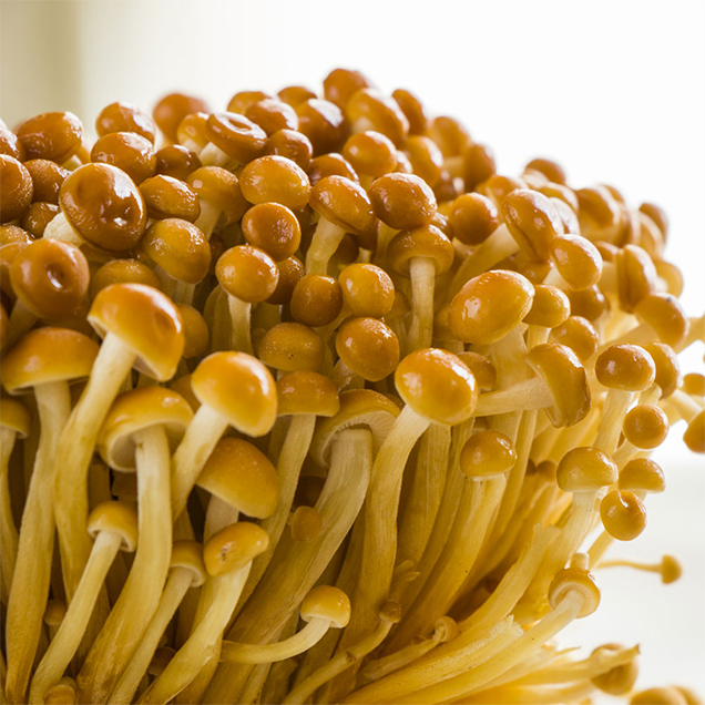 (바담) 국내산 산지직송 갈색팽이버섯 4봉&10봉14342