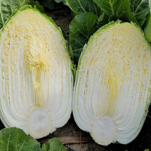 [25김장대전] (베리굿스)생배추 3포기 9~12kg(통배추)14425