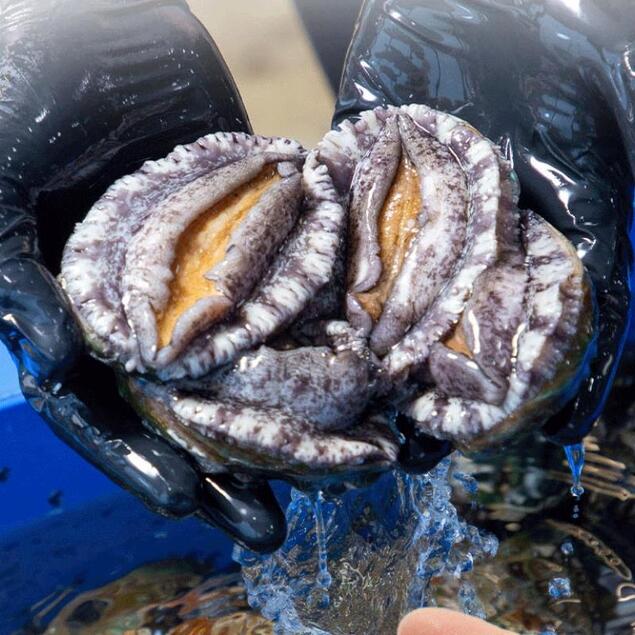 [해남미소] 오렌지수산 활전복 1kg(8-9미)14442