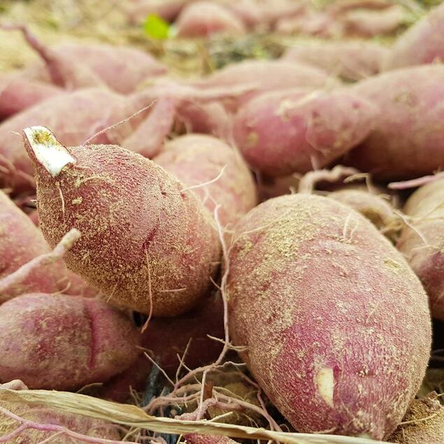 [Live] (고구마생산자협회) 포실포실 햇 꿀고구마 3kg/5kg/10kg14486