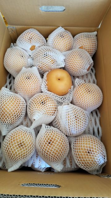 [25김장대전]  (가시버시농원) 김장용 배(소과40-45과) 실중량17kg14524