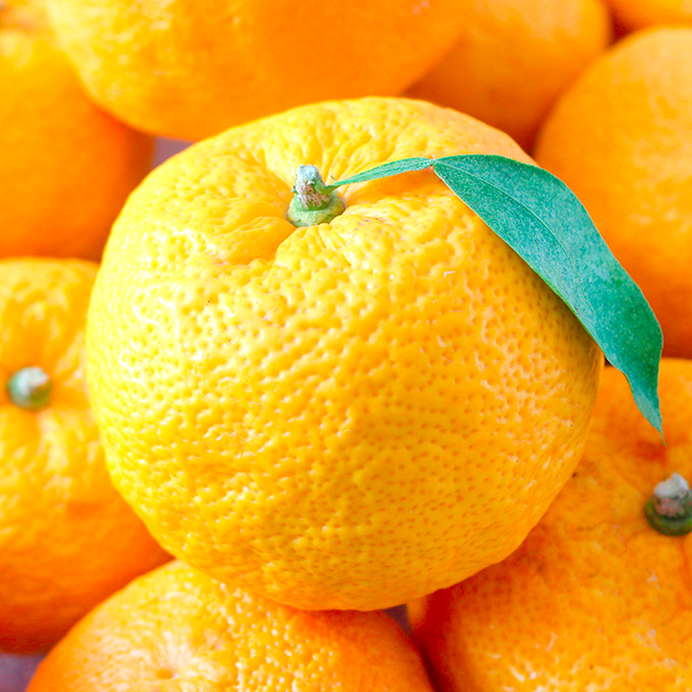 (오앤디) 고흥 유자 풍양면 2025 햇유자 생 유자 생과 못난이 2kg 3kg 5kg14681