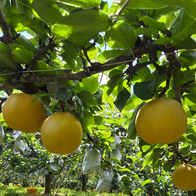 (아리팜) 실속용 못난이 나주 추황배 5kg (13-15과)14723