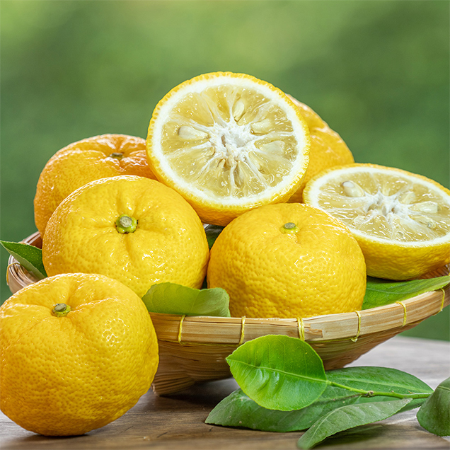 (신선행) 산지직송 고흥 햇 유자 중과/대과 (택1) 14842