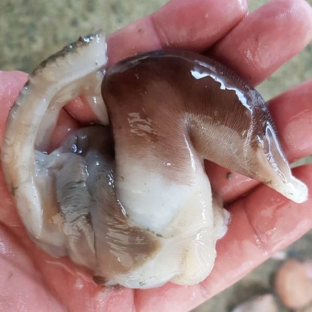 (공영농수산) 여수 완전손질 새조개 (1.5kg 손질)14896