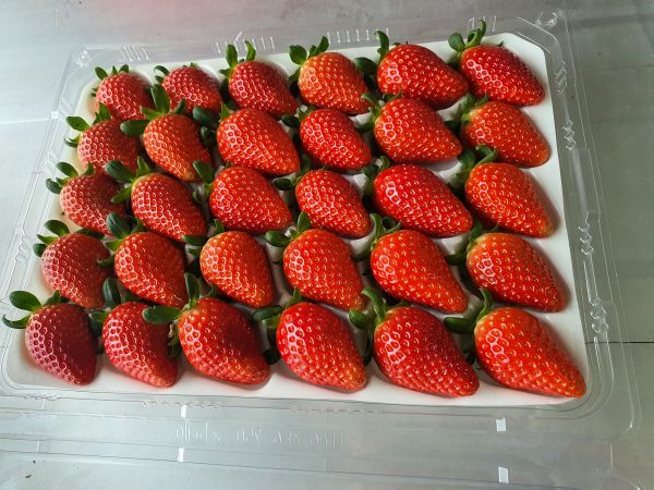 (나비랑딸기랑) 청정함평스마트딸기 메리퀸 딸기 500g/800g14928