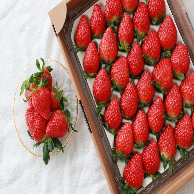 [Live] (호렙농원) 설향딸기 42구 800g14956