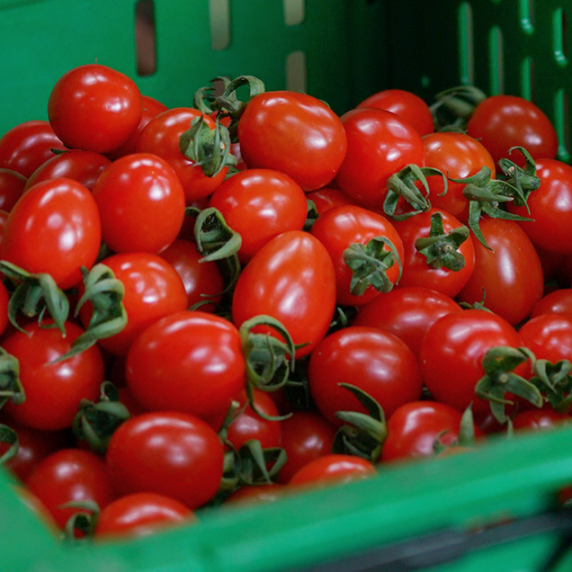 [연말기획전] (정일품) gap인증 대추 방울토마토 2kg15112