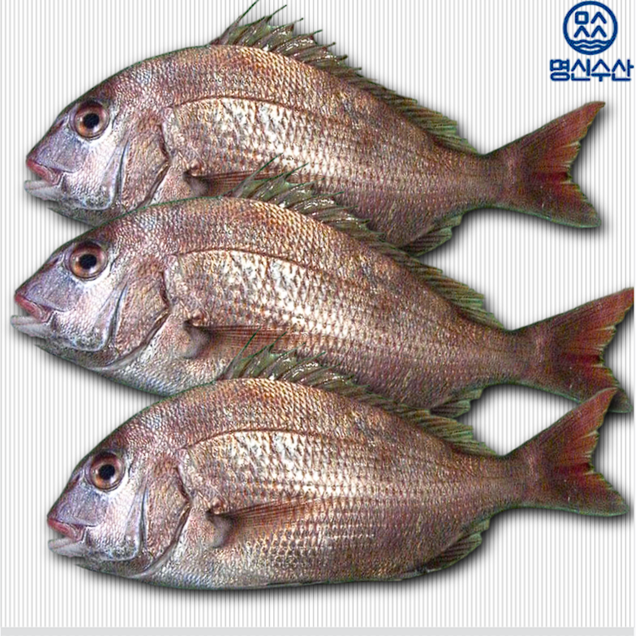 [연말기획전] (명신수산) 여수 반건조 참돔 (200~300g내) 3마리15136