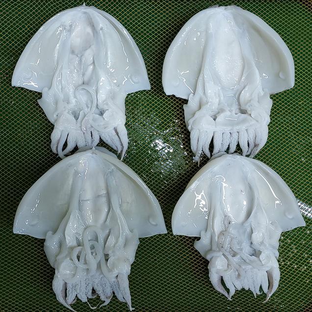 [연말기획전] (다산수산) 쫄깃탱탱 손질필요없는 남도 갑오징어 1미