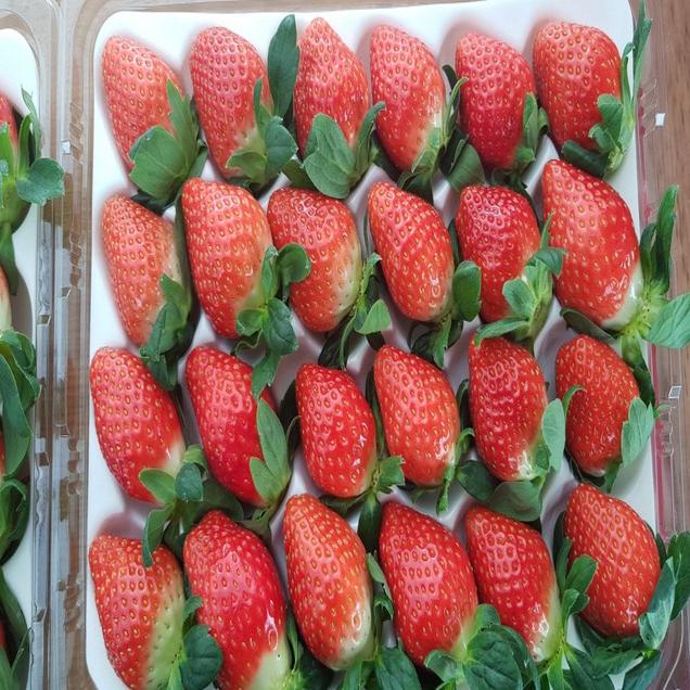 [연말기획전] (나비랑딸기랑) 청정함평스마트딸기 설향800g(24~35과)15290