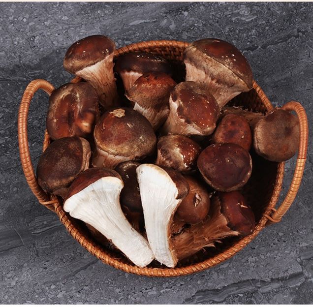 [연말기획전] (수리아버섯농장) 참송이버섯 가정용 (500g/1kg)15299