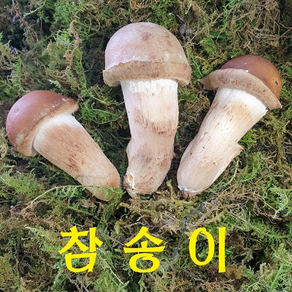 (옥과농원) 곡성 무농약 참송이버섯 300g/500g(알뜰형/1등급/2등급)2139