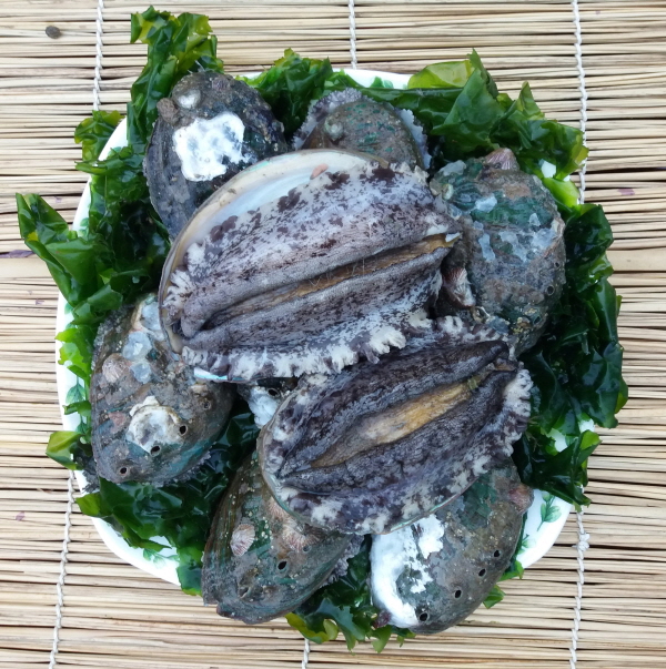 (전복수산) 6시내고향 출현 완도 활전복 1kg/ 손질칼,멸치서비스(부직포선물가방 포함)3389