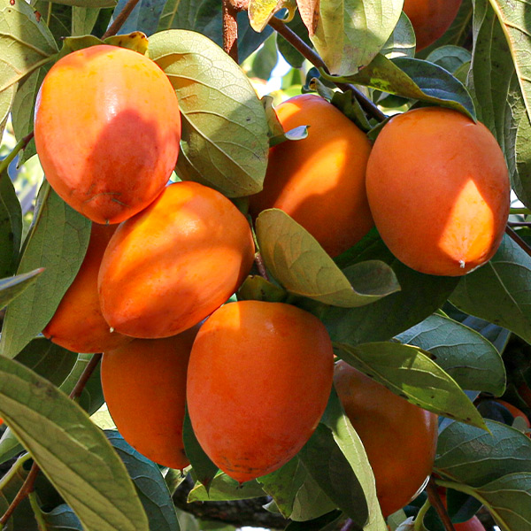 (한마음공동체) 국내산 햇대봉감 3kg_무선별33