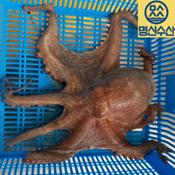 (명신수산) 여수 신기항 돌문어 생물(1kg) 1미~2미3887